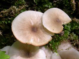 Clitocybula oculus, close-up cap.